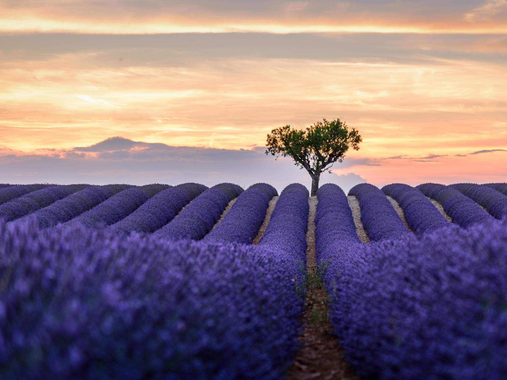 THE PERFUME CAPITAL OF THE WORLD